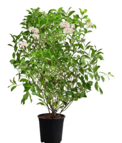 Weigelie 'Styriaca'