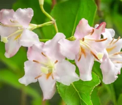 Weigelie 'Styriaca'