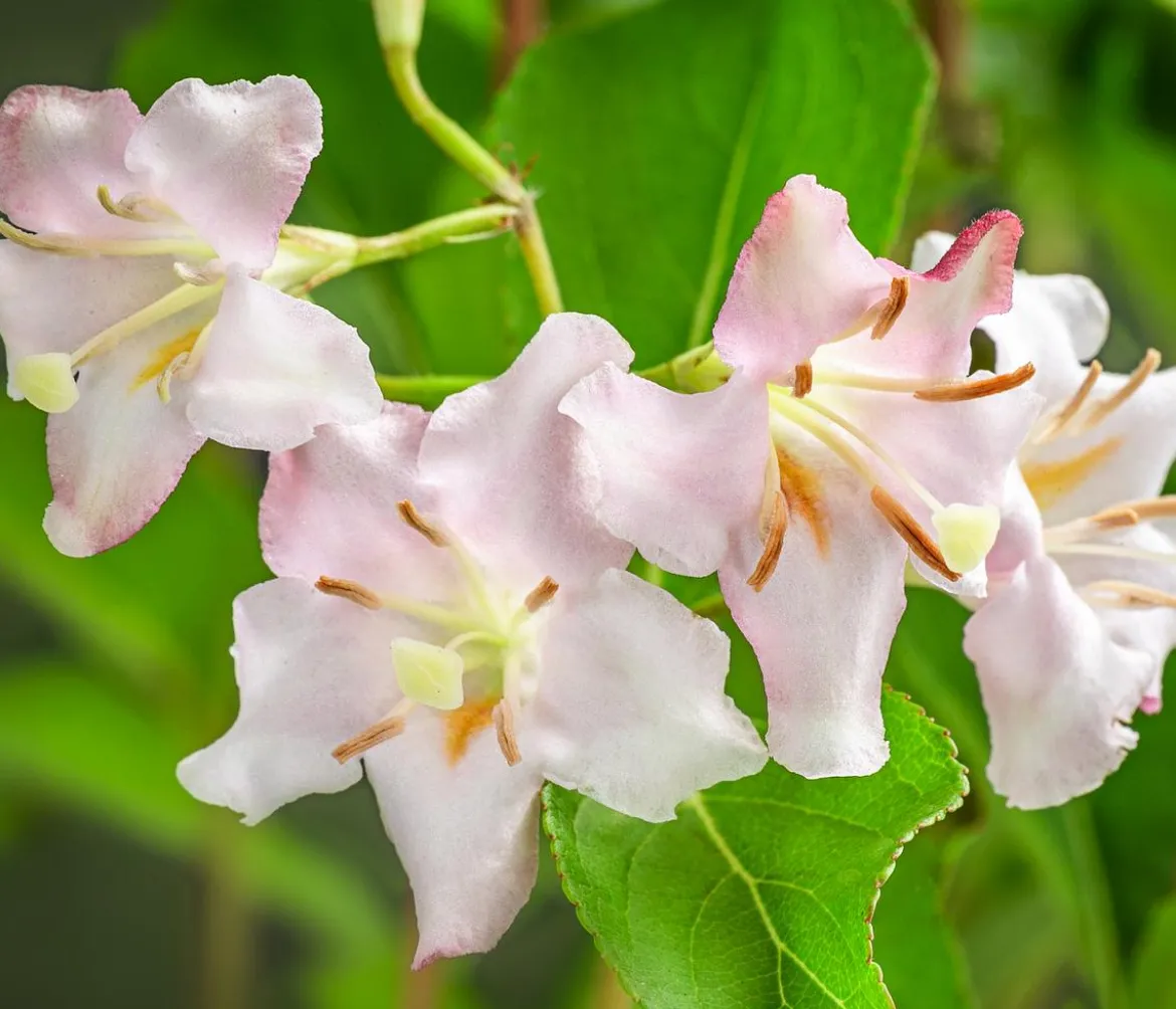 Weigelie 'Styriaca'