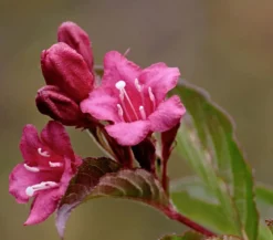 Weigelie 'Styriaca'