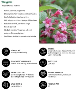 Weigelie 'Victoria'