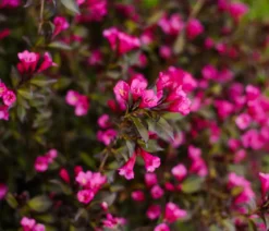 Weigelie 'Victoria'