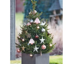 Weihnachtsbaum - Zwerg-Fichte 'Little Santa®'