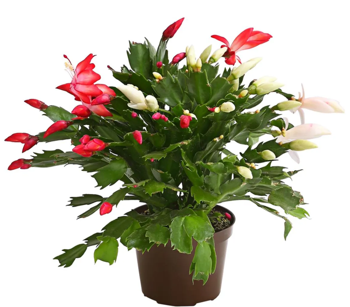 Weihnachtskaktus-Duo - Schlumbergera x buckleyi