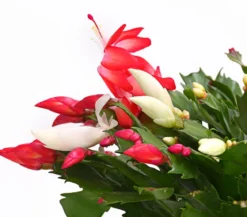 Weihnachtskaktus-Duo - Schlumbergera x buckleyi