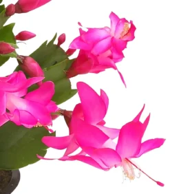 Weihnachtskaktus - Schlumbergera x buckleyi, verschiedene Farben