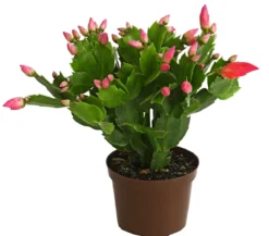 Weihnachtskaktus - Schlumbergera x buckleyi, verschiedene Farben