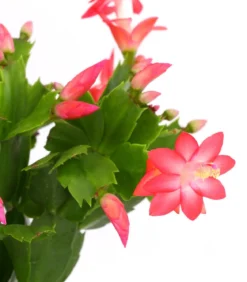 Weihnachtskaktus - Schlumbergera x buckleyi, verschiedene Farben