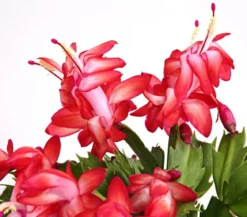 Weihnachtskaktus - Schlumbergera x buckleyi, verschiedene Farben