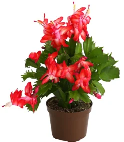 Weihnachtskaktus - Schlumbergera x buckleyi, verschiedene Farben