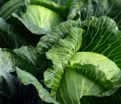 Weißkohl, 6er Schale
