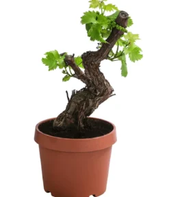 Weinrebe, Bonsai