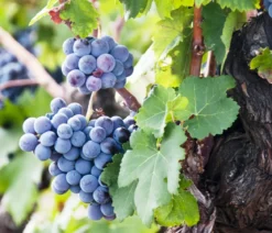 Weinrebenstamm