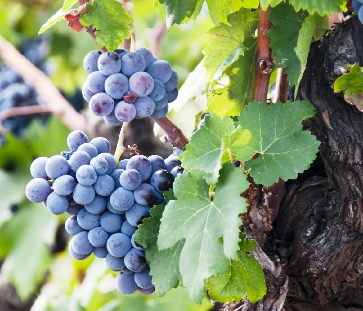 Weinrebenstamm