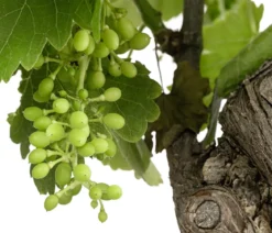 Weinrebenstamm