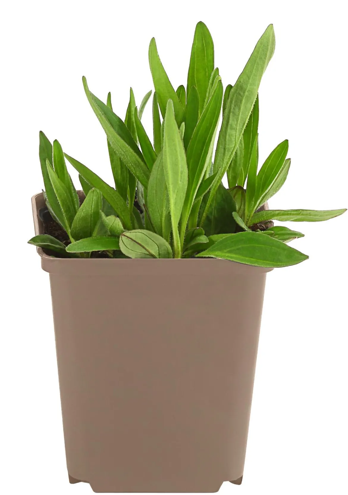 Wiesenarnika