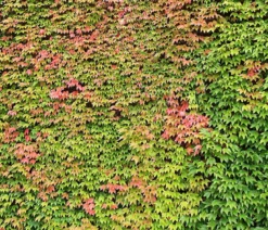 Wilder Wein 'Veitchii'