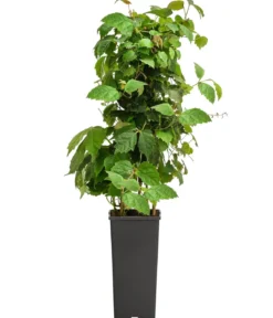 Wilder Wein 'Veitchii'