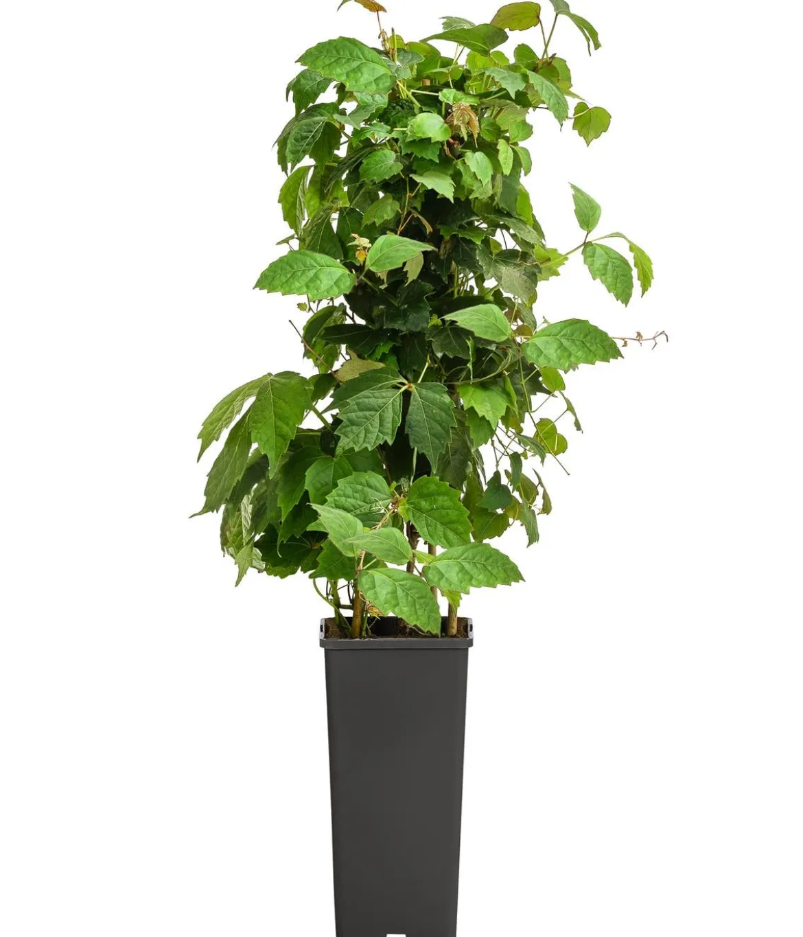 Wilder Wein 'Veitchii'