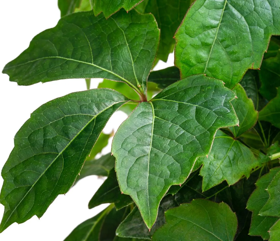 Wilder Wein 'Veitchii'