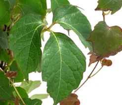 Wilder Wein 'Veitchii' - Dreispitz-Jungfernrebe