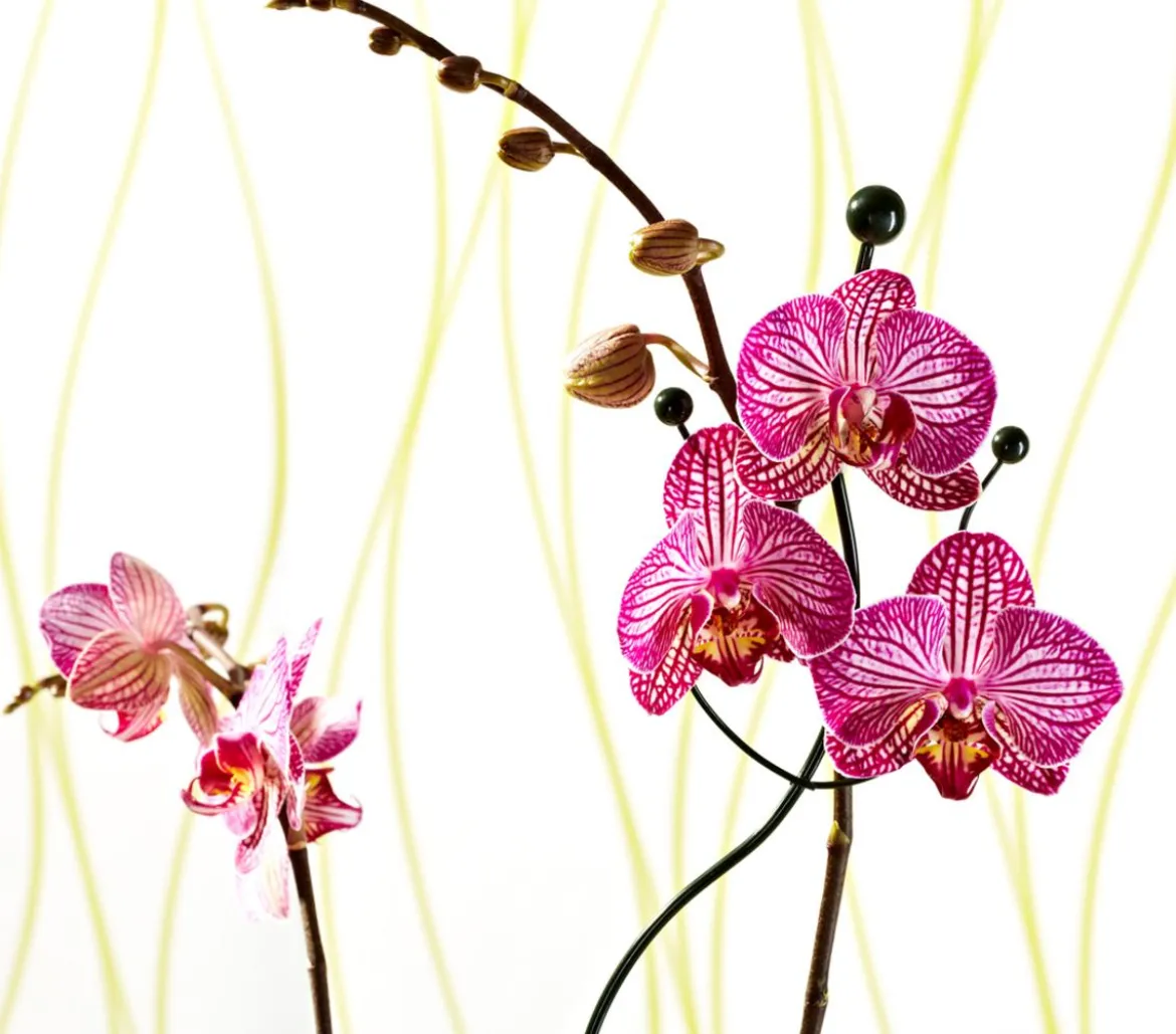 Windhager Metall-Orchideenstütze, Wellenform, grün, 55 cm