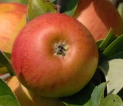 Winterapfel 'Cox Orange'