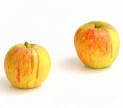 Winterapfel 'Cox Orange'