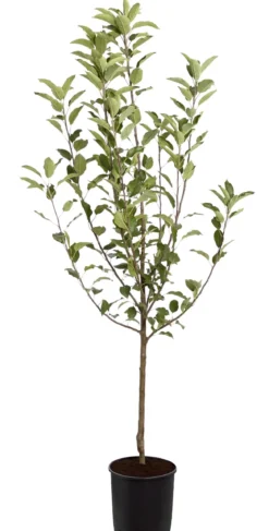 Winterapfel 'Cox Orange'
