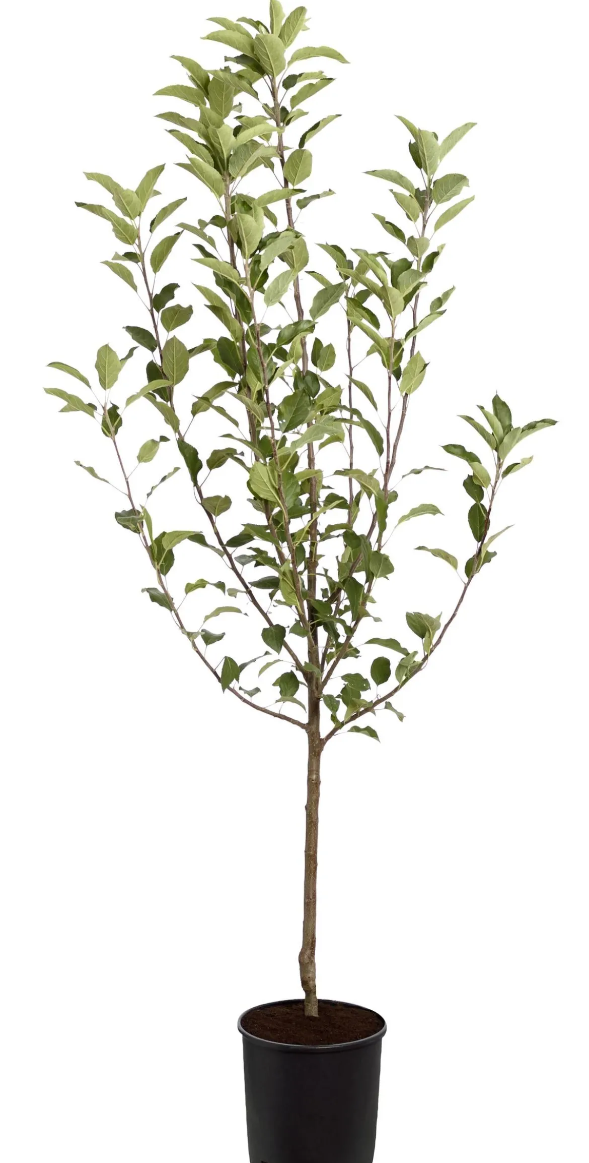 Winterapfel 'Cox Orange'