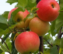 Winterapfel 'Ecolette' (S)