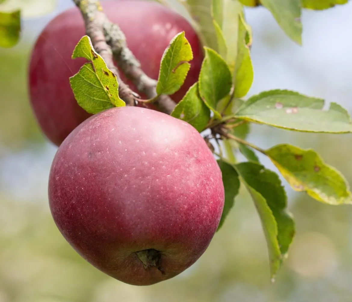 Winterapfel 'Florina'
