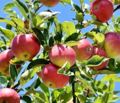 Winterapfel 'Florina'