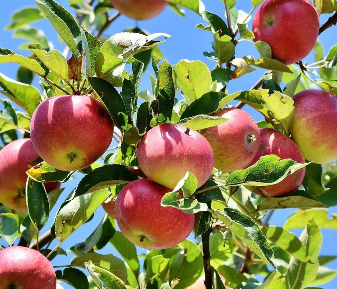 Winterapfel 'Florina'