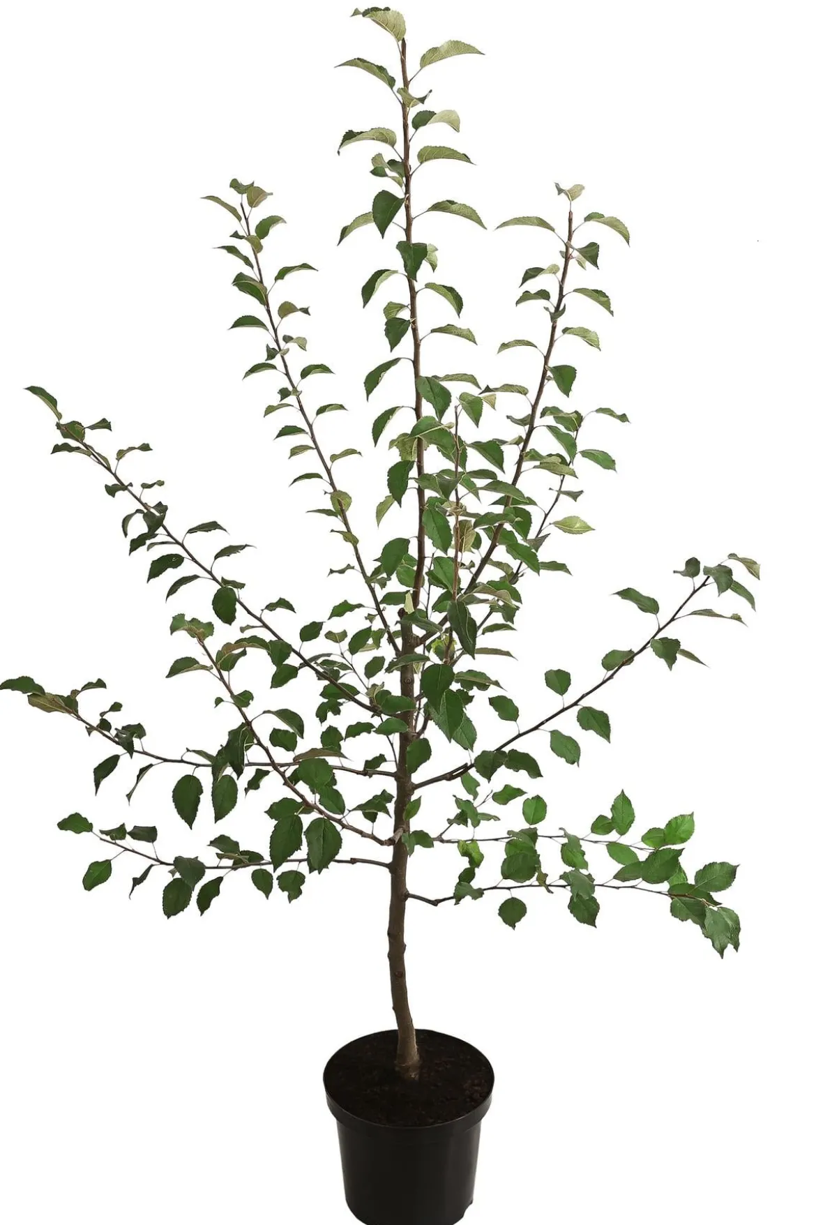 Winterapfel 'Florina'