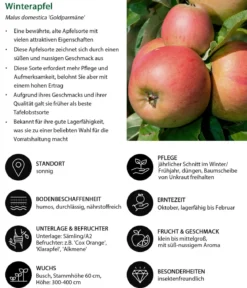 Winterapfel 'Goldparmäne'