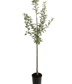 Winterapfel 'Goldparmäne'