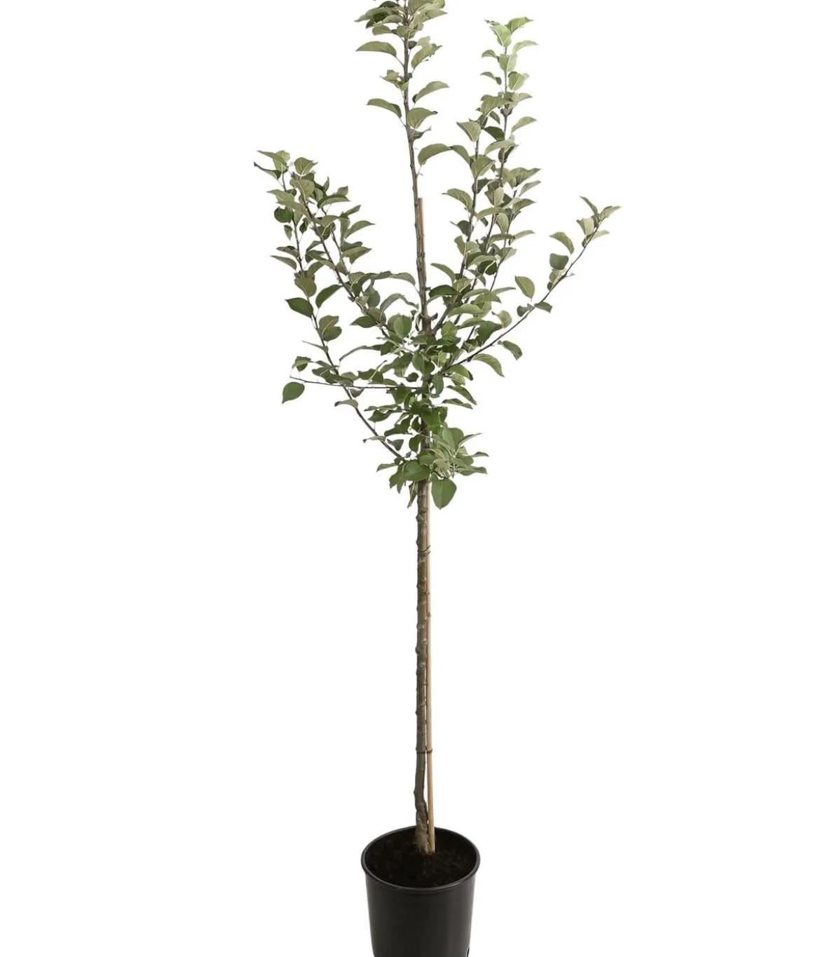 Winterapfel 'Goldparmäne'