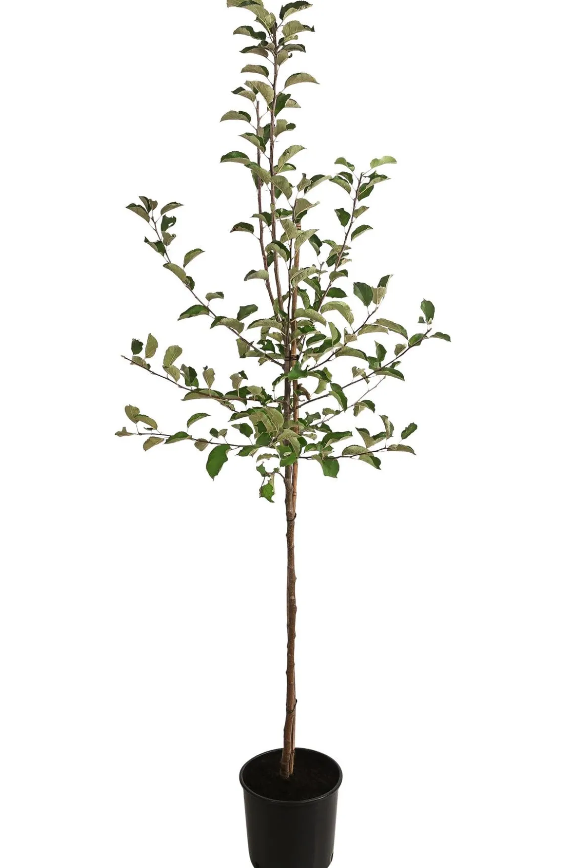 Winterapfel 'Jonagold'