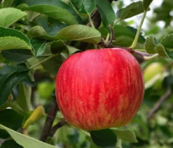 Winterapfel 'Jonagold'