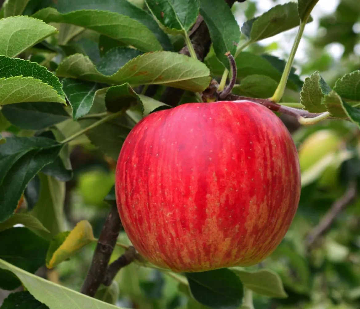 Winterapfel 'Jonagold'