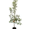 Winterapfel 'Pinova'