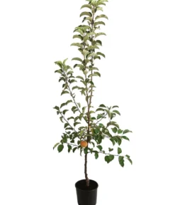 Winterapfel 'Pinova'