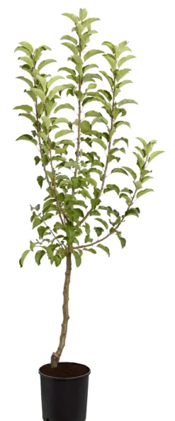 Winterapfel 'Pinova'