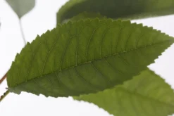 Winterapfel 'Pinova'