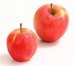 Winterapfel 'Pinova'