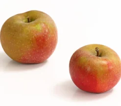 Winterapfel 'Roter Boskoop'