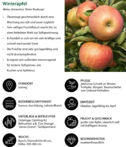 Winterapfel 'Roter Boskoop'