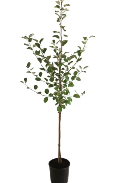 Winterapfel 'Roter Boskoop'