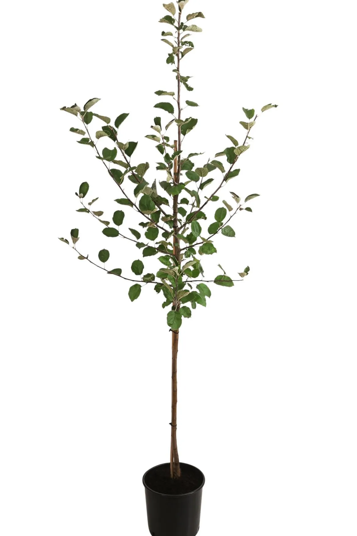 Winterapfel 'Roter Boskoop'
